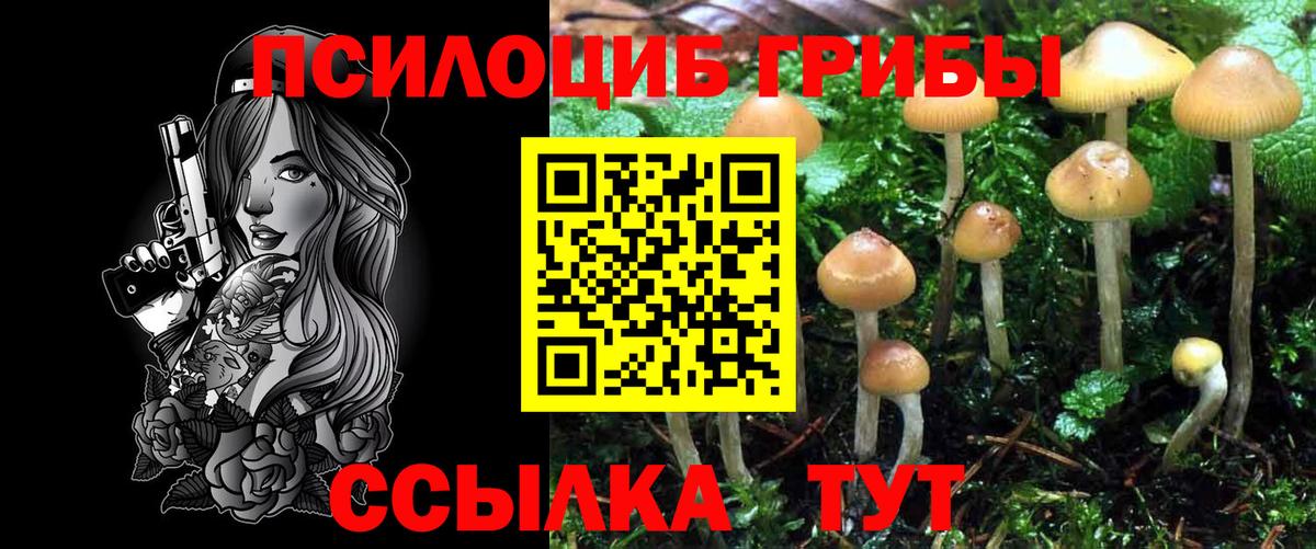 Саранск  Галлюциногенные грибы Psilocybe  Вход с VPN 